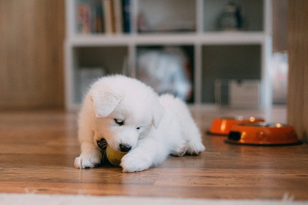 Preparing your home for a puppy